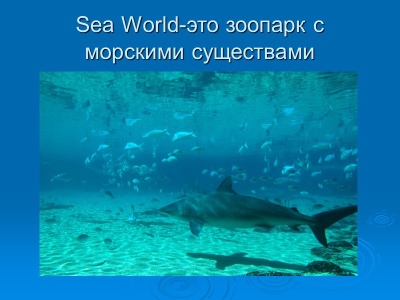 Sea World-это зоопарк с морскими существами